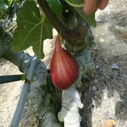 攀枝花綠抗一號無花果苗廠家——優(yōu)質(zhì)苗木的生產(chǎn)與供應(yīng)