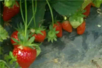 吉林高品質水蜜桃蘋果苗熱銷，廠家直銷助力果農增產增收