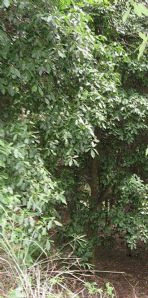 綠化苗木產(chǎn)品之213號苗木圖片與信息